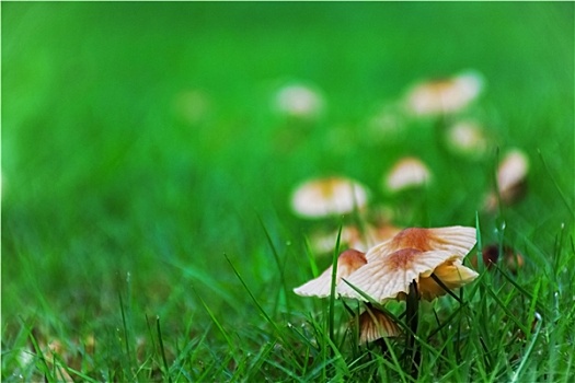草地上的野蘑菇