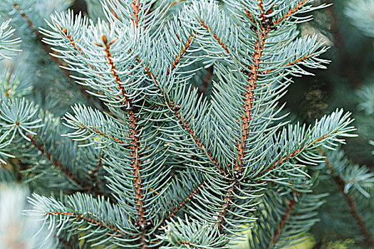 蓝色,云杉,细枝,特写,自然背景,圣诞节
