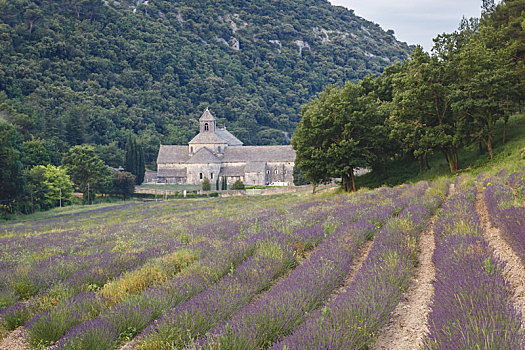 法国普罗旺斯塞南克修道院六月份景色和修道院前的薰衣草花田