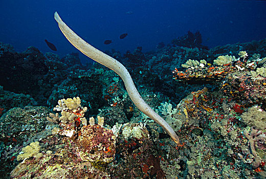 游动,大堡礁,澳大利亚