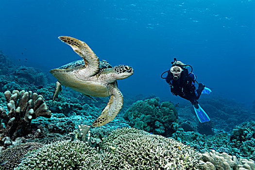 潜水,看,绿海龟,龟类,礁石,上面,大堡礁,世界遗产,昆士兰,澳大利亚,太平洋
