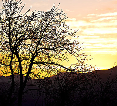 模糊,南非,日出,靠近,枝条,树,抽象,背景