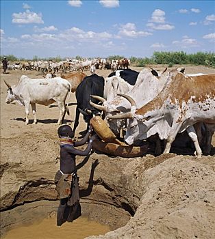 肯尼亚,浇水,牛,边缘,沼泽,靠近