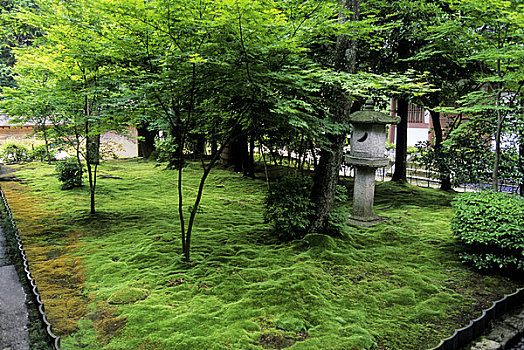 日本,京都,苔藓,花园