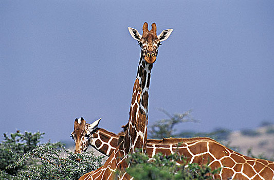网纹长颈鹿,长颈鹿,成年,公园,肯尼亚