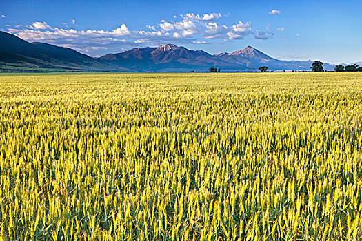 小麦,乐园,山谷,蒙大拿,美国