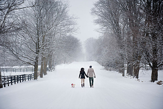 年轻,情侣,遛狗,雪中,遮盖,树林,后视图,安大略省,加拿大