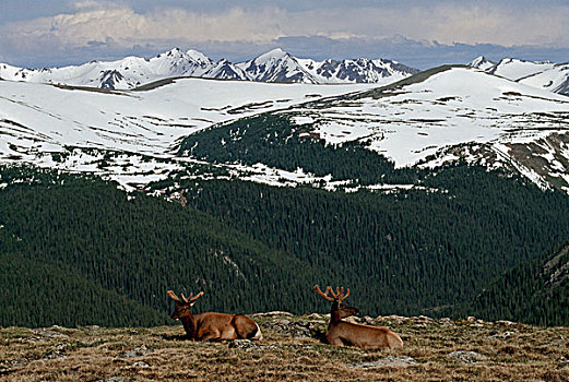 麋鹿,鹿属,休息,高山,苔原,夏天,山峦,背景,落基山国家公园,科罗拉多,美国