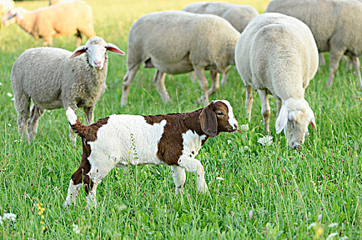 绵羊,山羊,幼仔,户外,普拉蒂纳特,巴伐利亚,德国