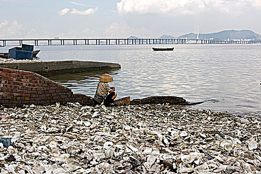 工作,铲,牡蛎,海岸,香港