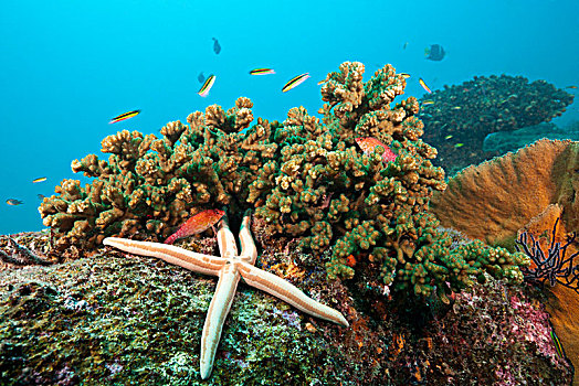 海星,珊瑚礁,下加利福尼亚州,墨西哥
