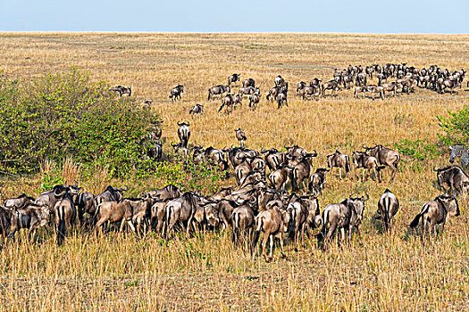 牧群,蓝角马,马赛马拉国家保护区,肯尼亚,非洲