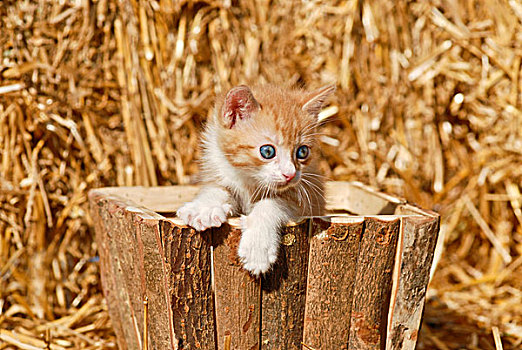 家猫,小猫,木质,盒子,正面,稻草
