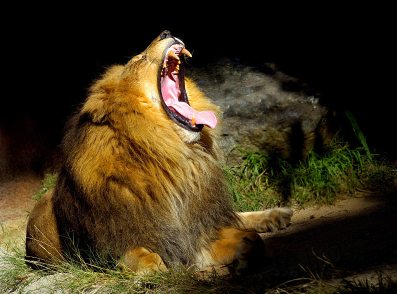 大_嘴_狰狞_狮子_高清图片_全景视觉