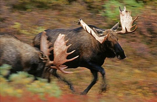 驼鹿,争斗,发情期,德纳里峰,阿拉斯加,北美