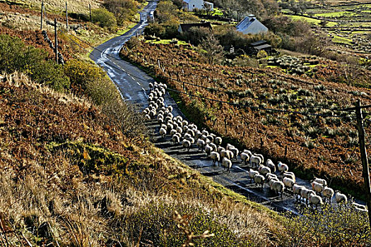 绵羊,道路,康纳玛拉,戈尔韦郡,爱尔兰,欧洲