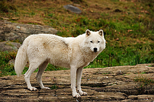 极地狼,白色,狼,北极,站立,石头,魁北克,加拿大