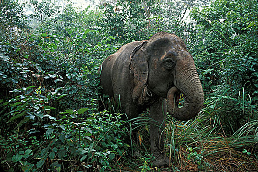 尼泊尔,奇旺国家公园,亚洲象,象属,丛林,河
