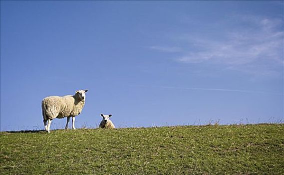 绵羊,弗莱福兰,荷兰