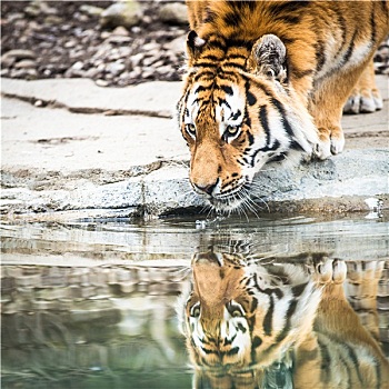 印度虎,饮用水