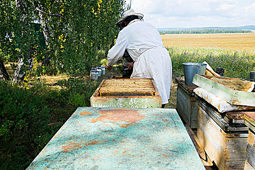 男性,养蜂人,监测,蜂场,地点