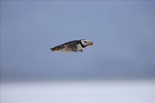 有角,角嘴海雀,成年,飞,卡特麦国家公园,阿拉斯加