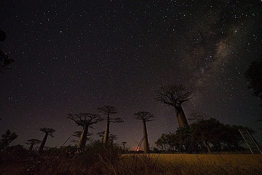 纳米比亚箭袋树银河星空