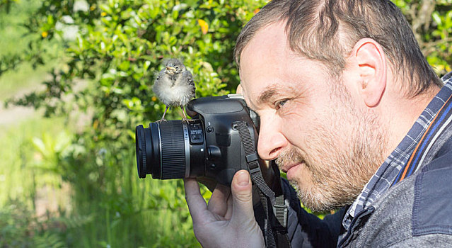 一个,摄影师,年轻,鸣禽,摄影