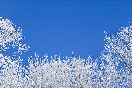 蓝色,冬天,积雪,树,左边,右边