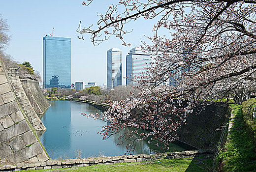 日本樱花