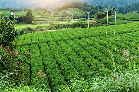 绿茶,农场