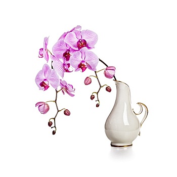 兰花,花瓶