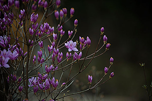 岳西杜鹃花