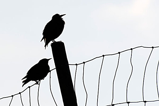 八哥,紫翅椋鸟,栖息,栅栏,法罗群岛,丹麦,欧洲