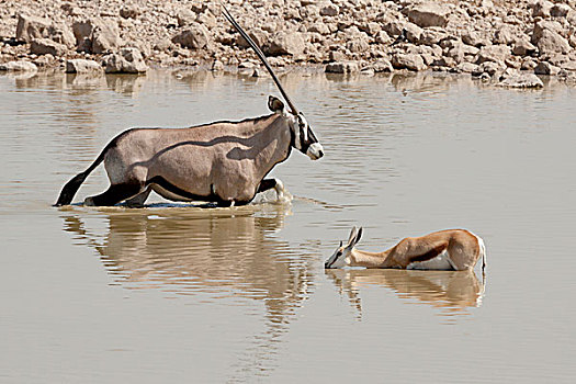非洲,纳米比亚,埃托沙国家公园,长角羚羊,跳羚,涉水,水坑,画廊