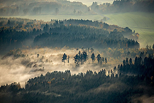 雾林,森林,莱茵兰普法尔茨州,德国