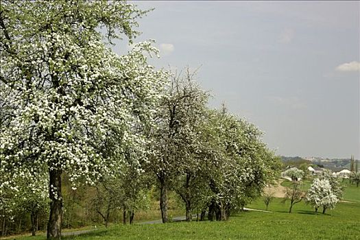 花,梨树,下奥地利州