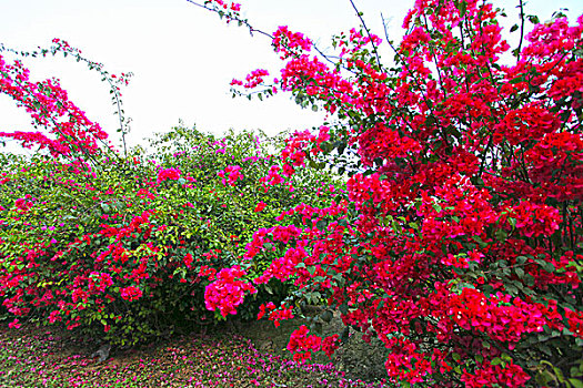 花卉,三角梅,红花,厦门,市花