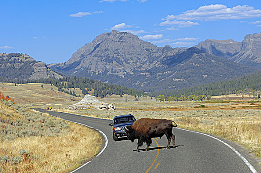 美洲,野牛,道路,正面,汽车,黄石国家公园,怀俄明,美国
