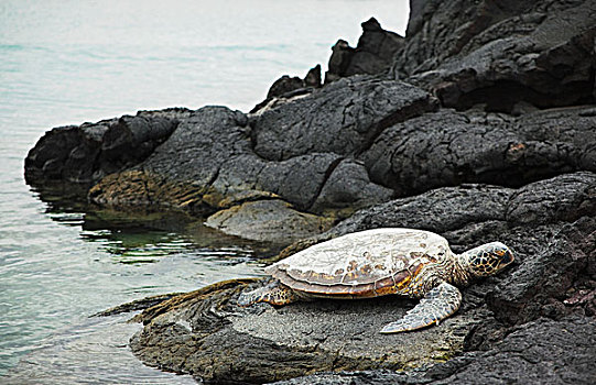 绿海龟,龟类,休息,绳状熔岩,火山岩,海洋,岸边,北方,夏威夷大岛,夏威夷,美国