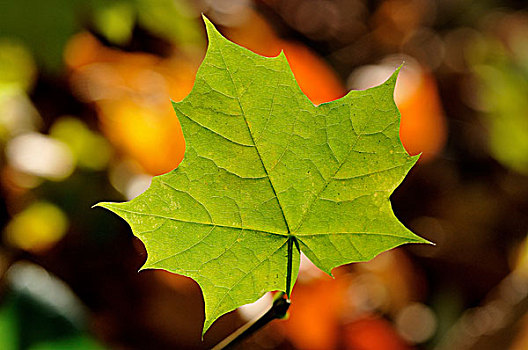 挪威槭,挪威枫,一个,叶子,北莱茵威斯特伐利亚,德国,欧洲