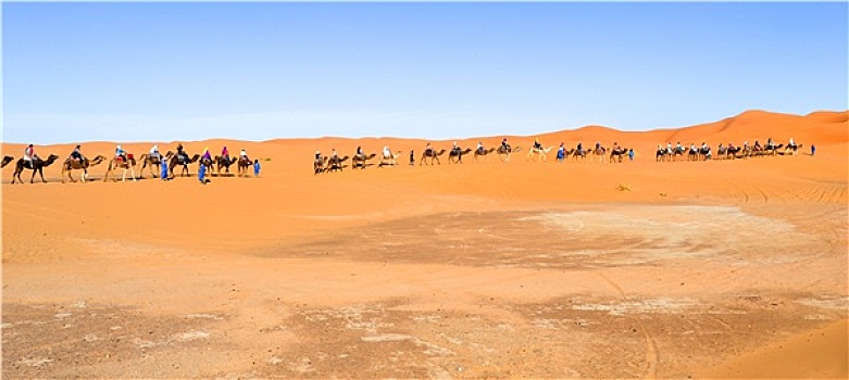 骆驼,驼队