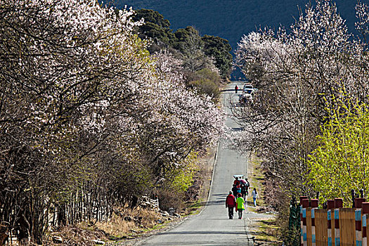 西藏林芝波密县桃花沟