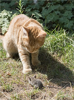 猫,鼠标,花园