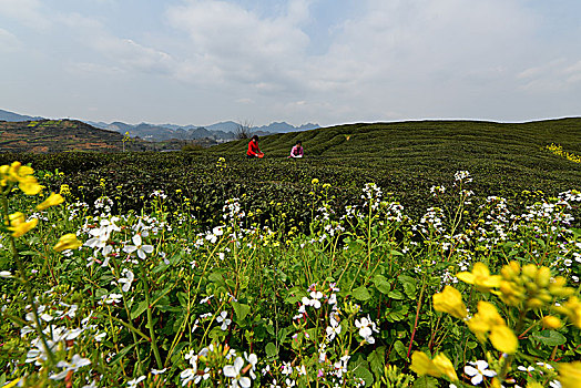 贵州茶园风光