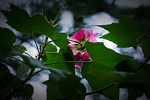 美艳的芙蓉花,木芙蓉,拒霜花,木莲,地芙蓉,华木