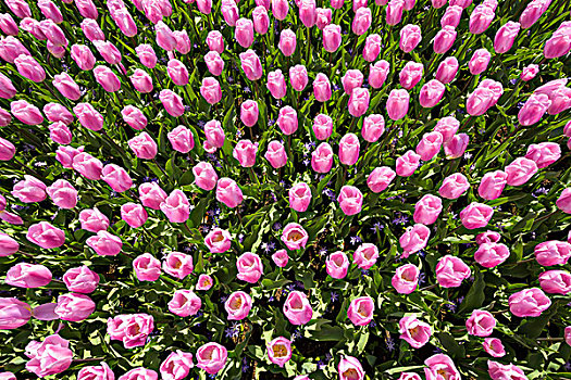 鲜明,粉色,郁金香,春天,库肯霍夫花园,荷兰南部,荷兰