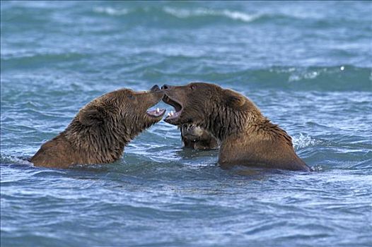 阿拉斯加,棕熊,年轻,熊,玩耍,争斗,水