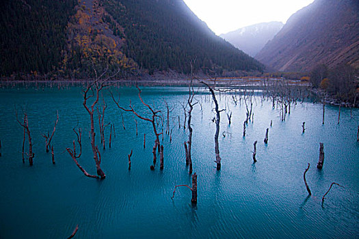 天湖胡杨