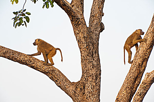 东非狒狒,攀登,国家公园,加纳